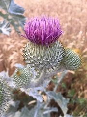Onopordum acanthium