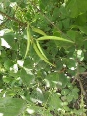 Vincetoxicum rossicum