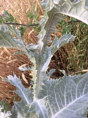 Onopordum acanthium