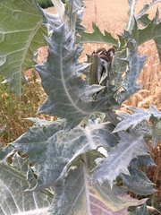 Onopordum acanthium