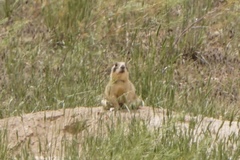 Cynomys parvidens