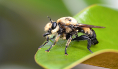 Laphria grossa