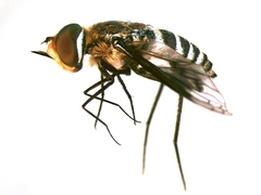 Exoprosopa rivularis