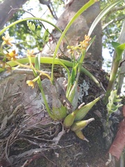 Prosthechea ochracea