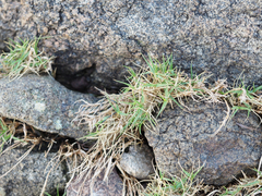 Distichlis distichophylla