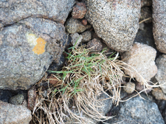 Distichlis distichophylla