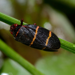 Prosapia bicincta