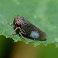 Agallia lingulata
