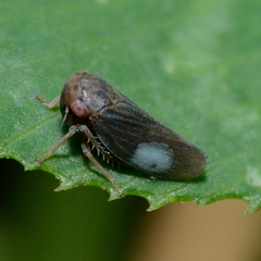 Agallia lingulata