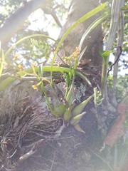 Prosthechea ochracea