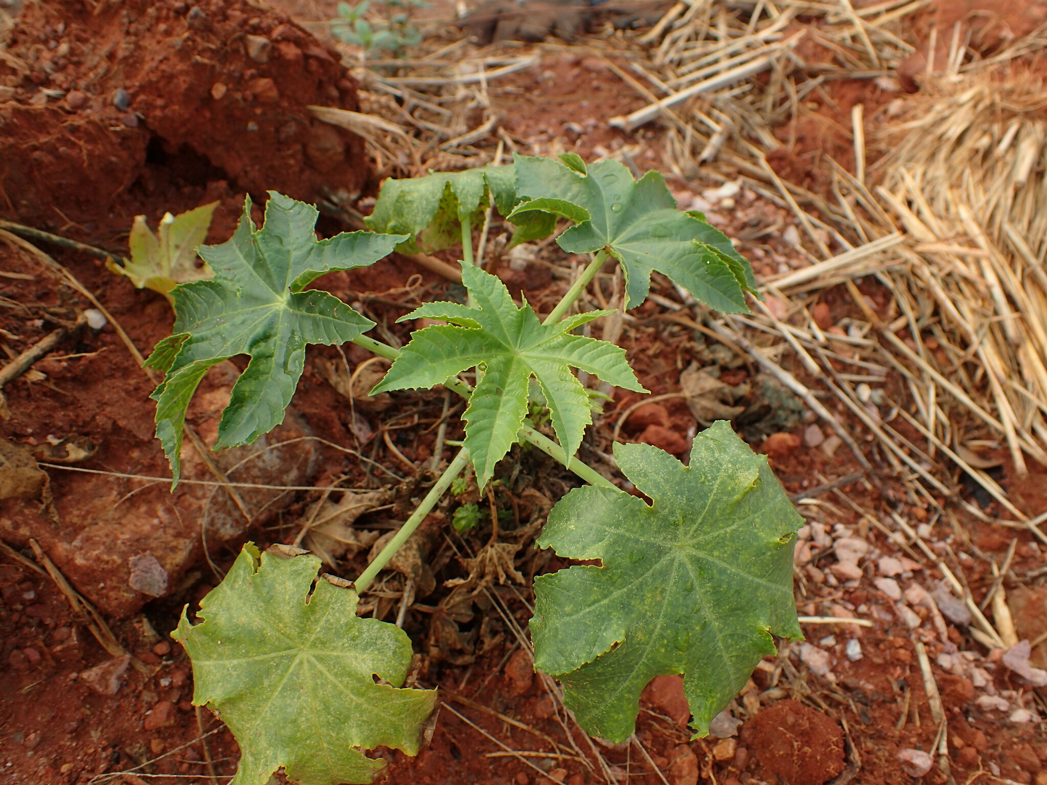 Ricinus communis