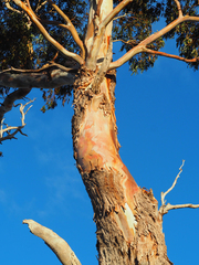 Eucalyptus globulus globulus