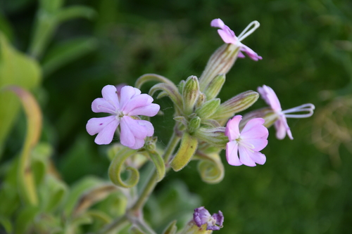 Fluweelachtig lijmkruid (Silene velutina)