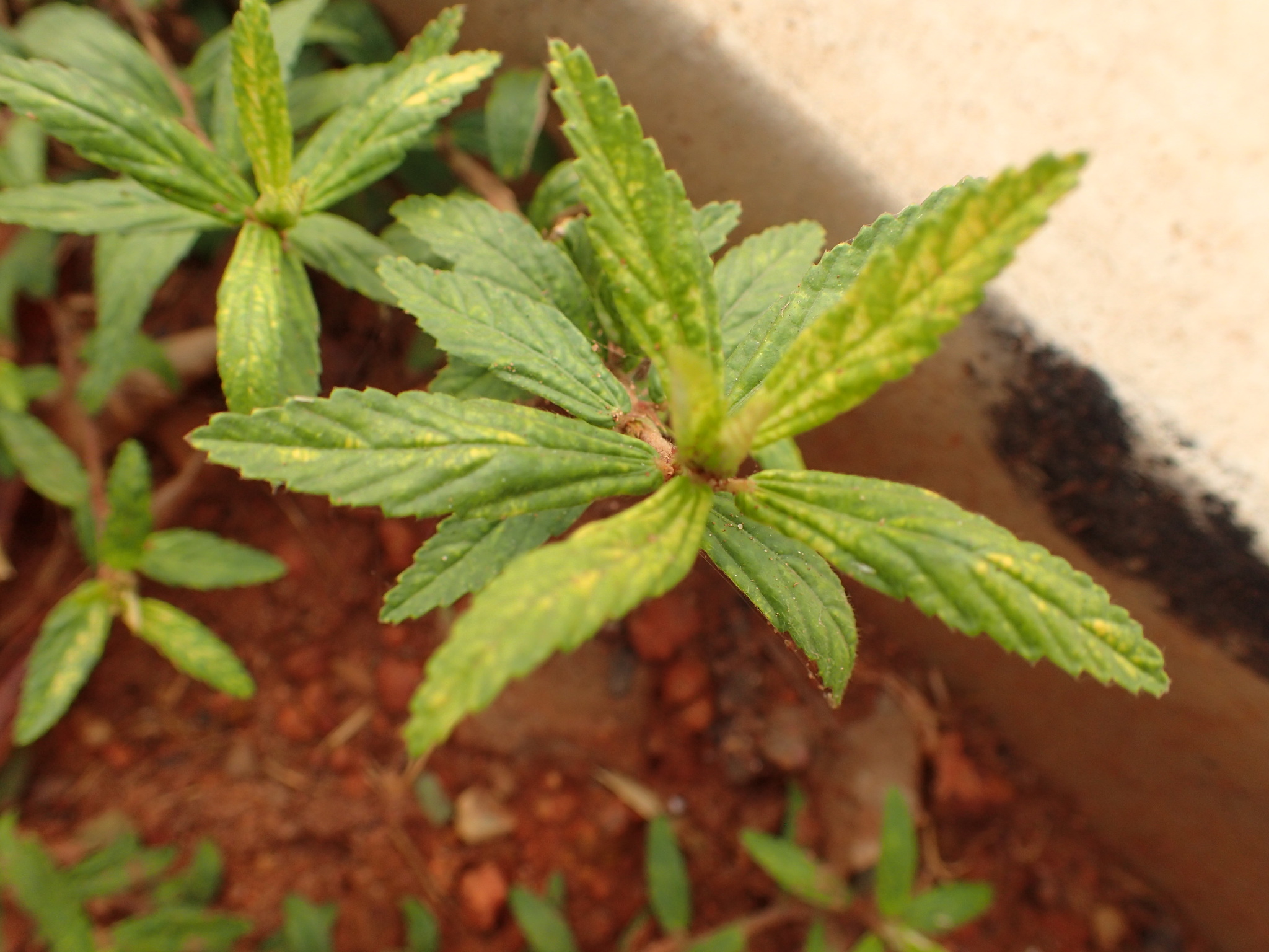 Cannabis sativa