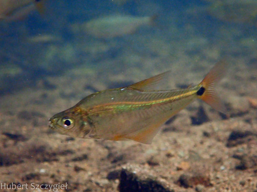 Guatemalan glass characin (Roeboides guatemalensis) — Characidae