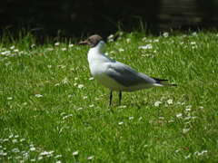 Chroicocephalus ridibundus