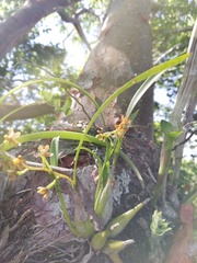 Prosthechea ochracea
