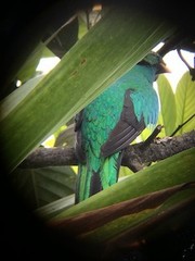 Pharomachrus auriceps