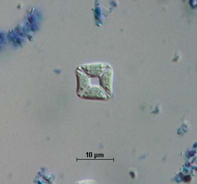 Trebouxiophyceae