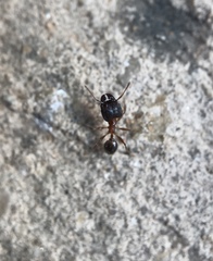 Pheidole