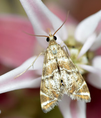 Petrophila confusalis