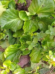 Bergenia crassifolia