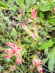 Castilleja moranensis