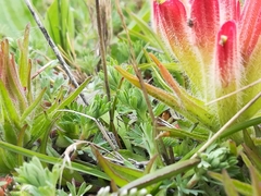 Castilleja moranensis