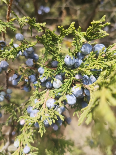 African juniper