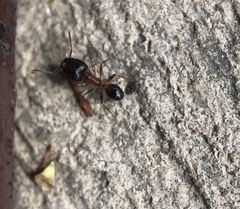 Pheidole
