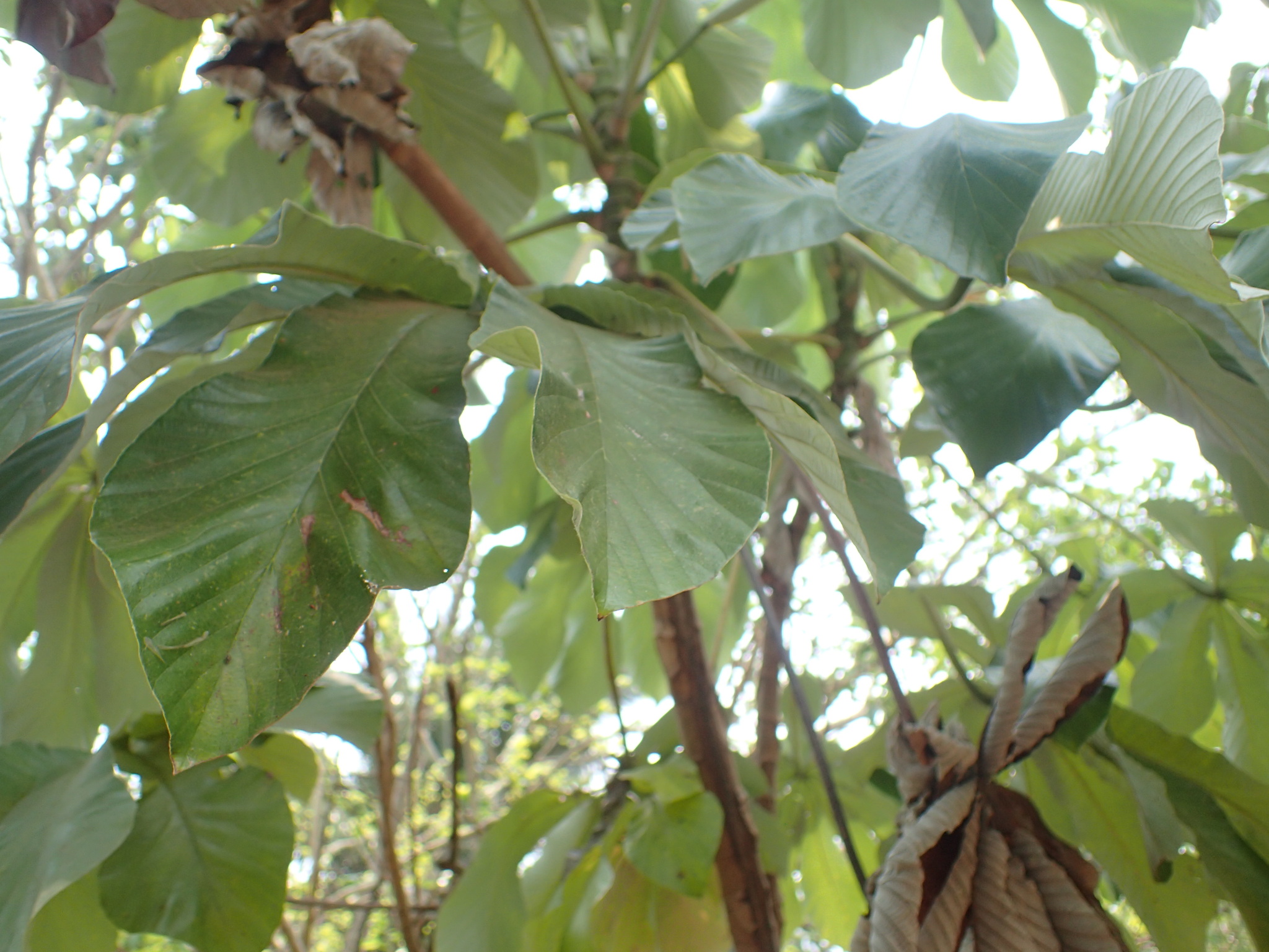 Cecropia pachystachya