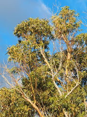Eucalyptus globulus globulus