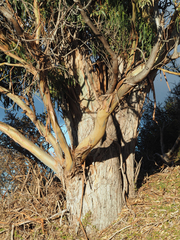 Eucalyptus globulus globulus