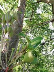 Guarianthe