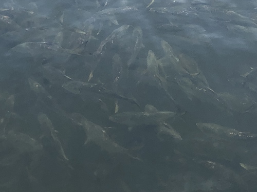 Atlantic Menhaden