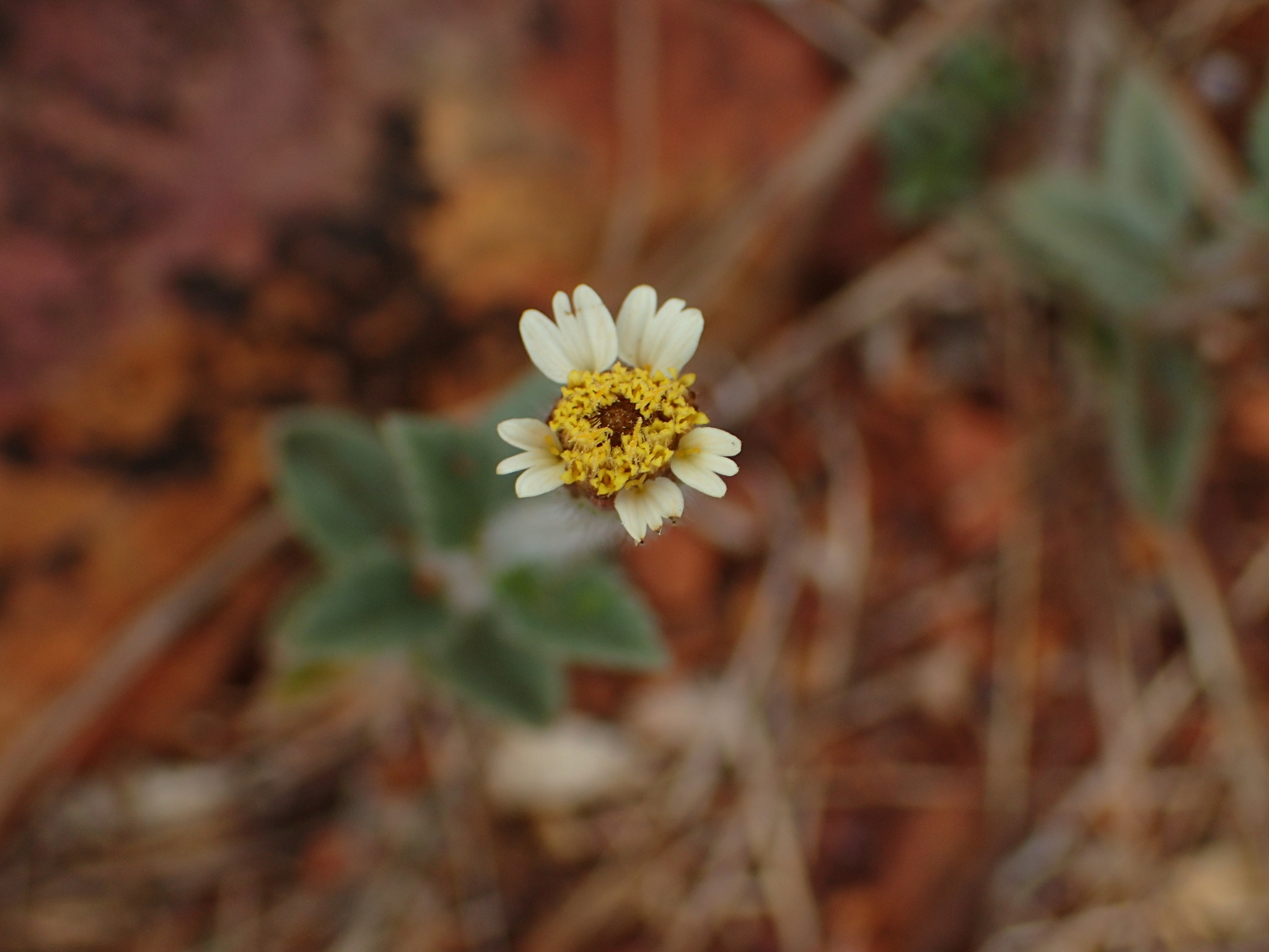 Tridax procumbens