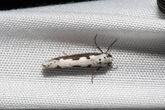 Ethmia bipunctella