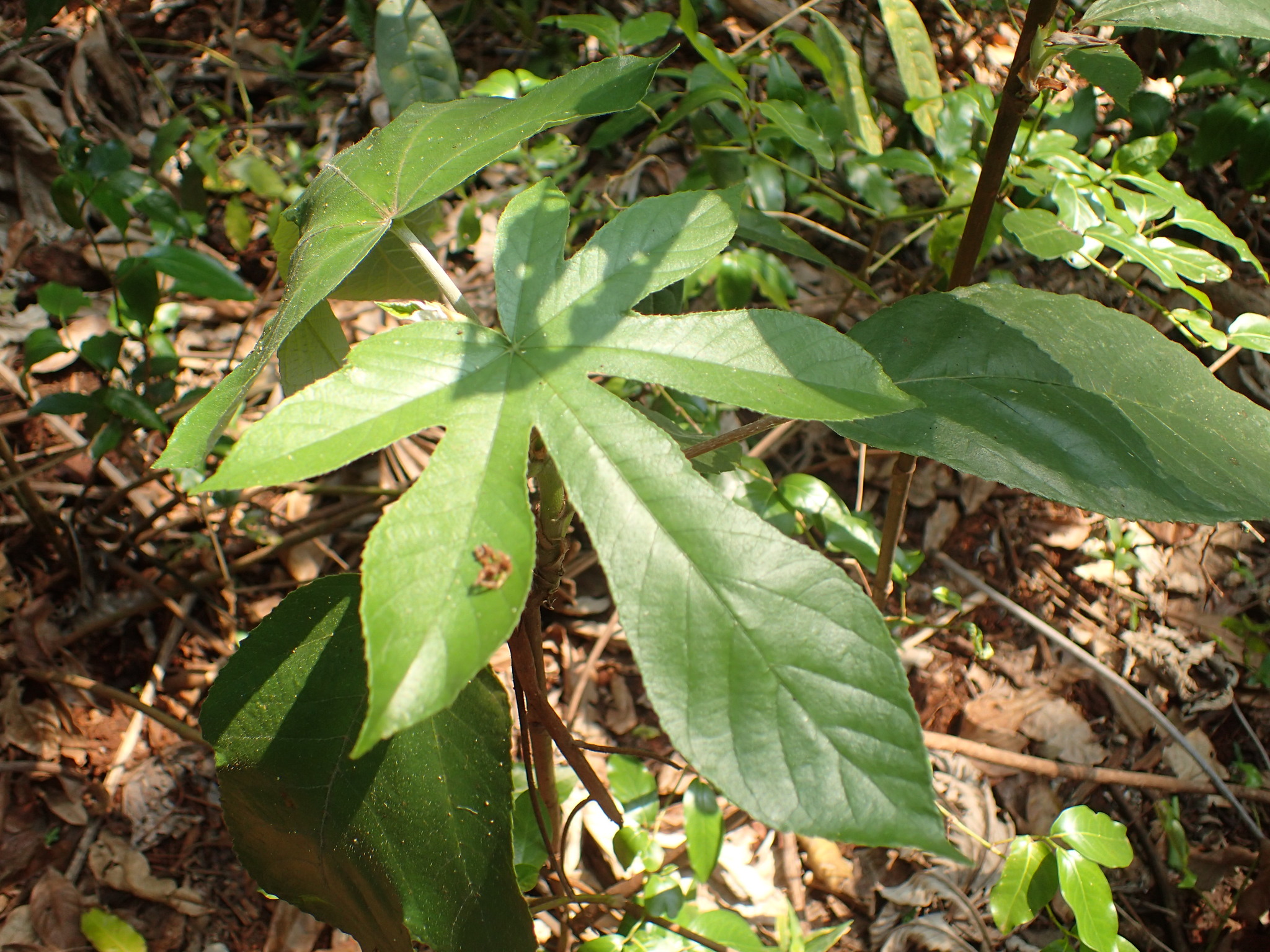 Cecropia pachystachya