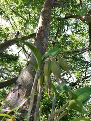 Guarianthe