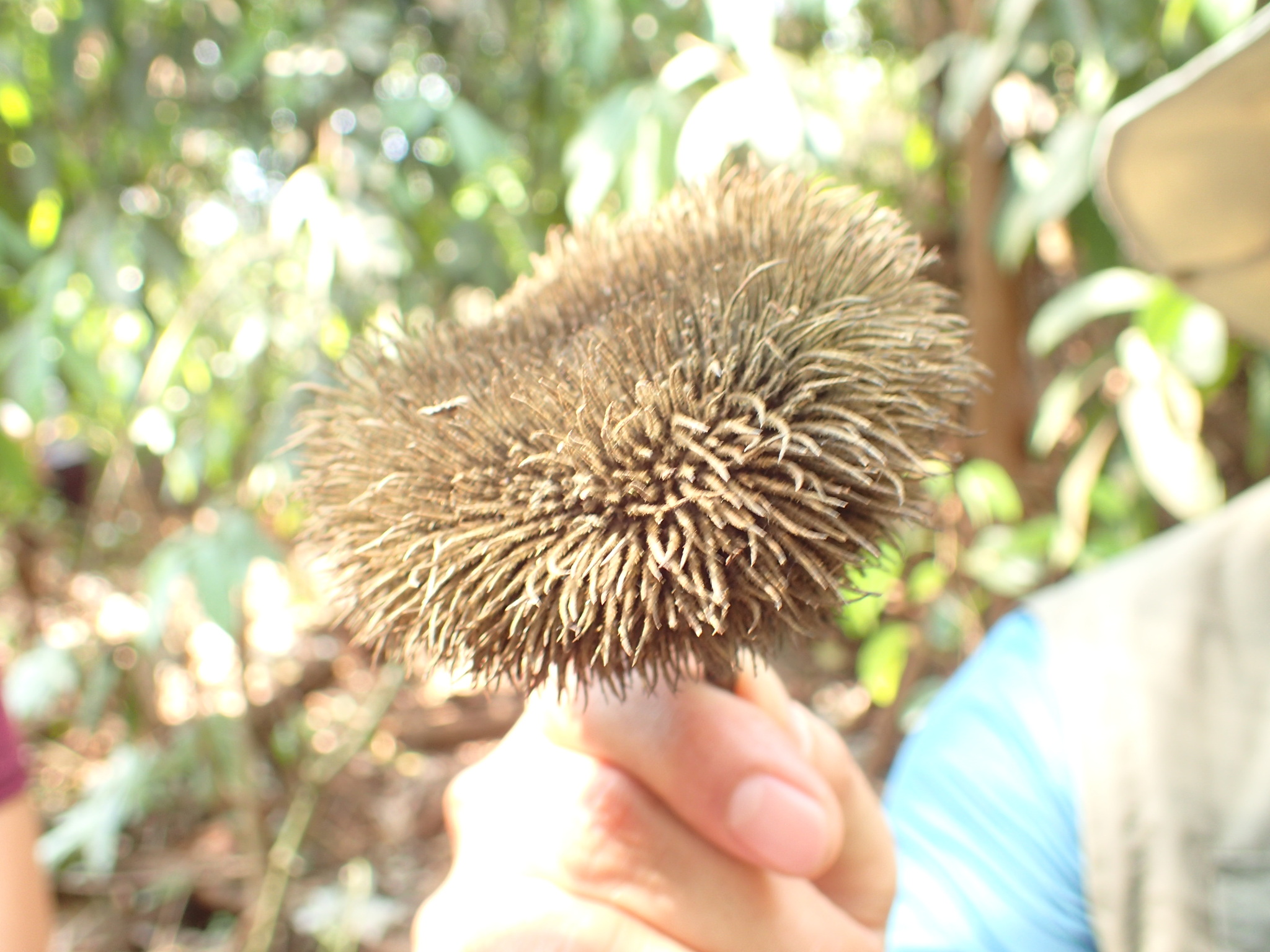 Apeiba tibourbou