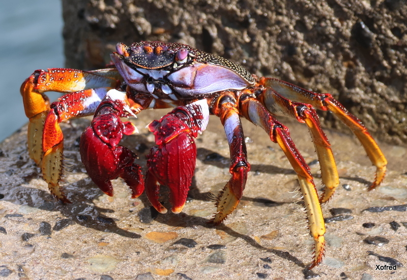 East Atlantic Sally Lightfoot Crab