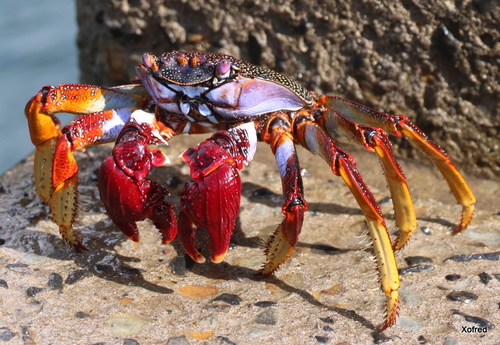 East Atlantic Sally Lightfoot Crab