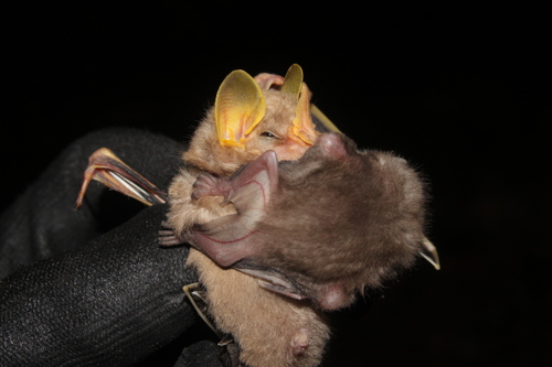 MacConnell's Bat