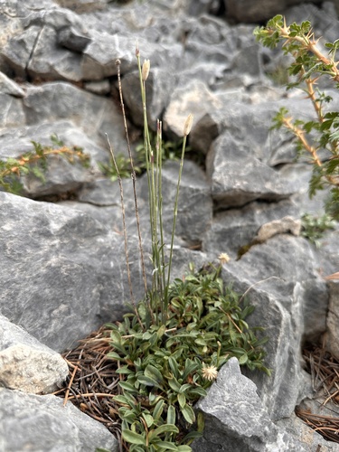 Image of Silene nachlingerae by (c) Matt Berger, some rights reserved (CC BY)