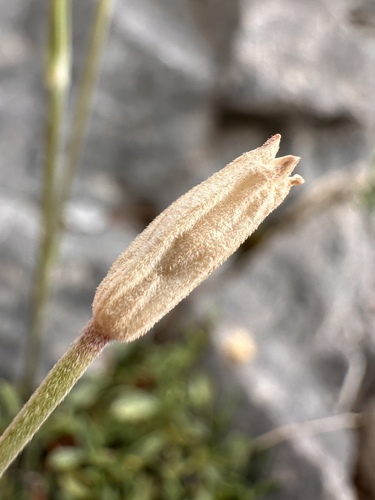 Image of Silene nachlingerae by (c) Matt Berger, some rights reserved (CC BY)