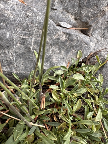 Image of Silene nachlingerae by (c) Matt Berger, some rights reserved (CC BY)