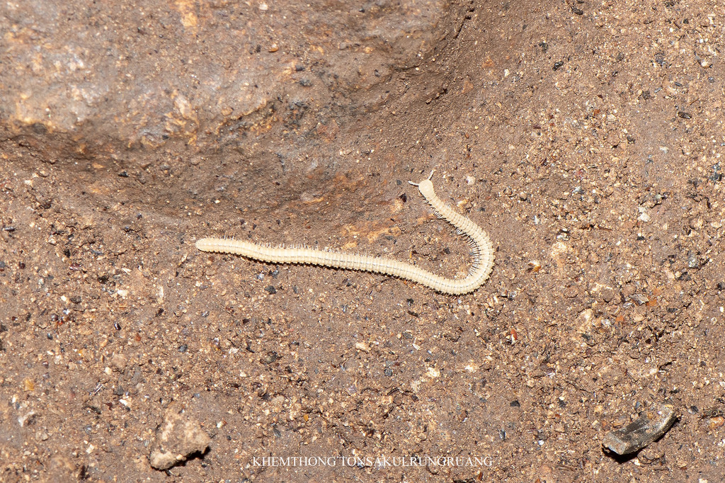 Plusioglyphiulus panhai