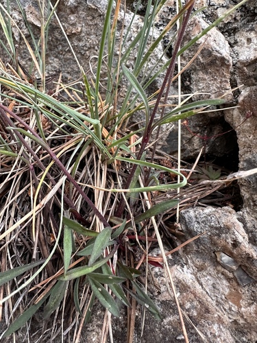 Image of Silene nachlingerae by (c) Matt Berger, some rights reserved (CC BY)