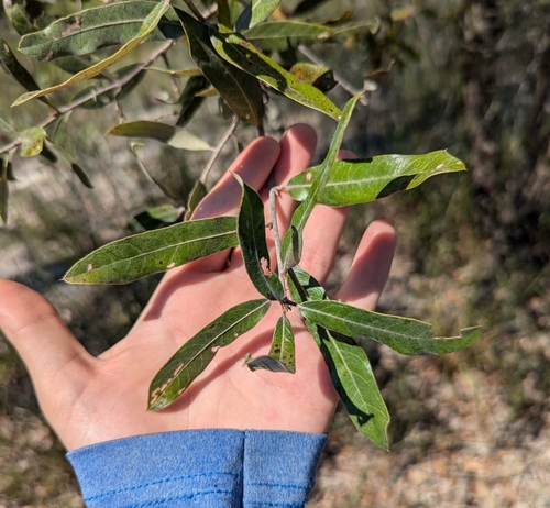 Image of Quercus incana by no rights reserved