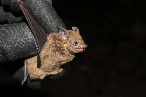 Lesser Sac-winged Bat